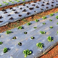 Biodegradable Mulching Film For Agriclutural Uses